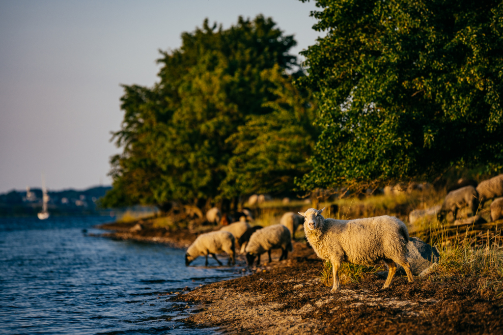 Rauhwollige Pommersches Landschafe auf dem Mönchgut
