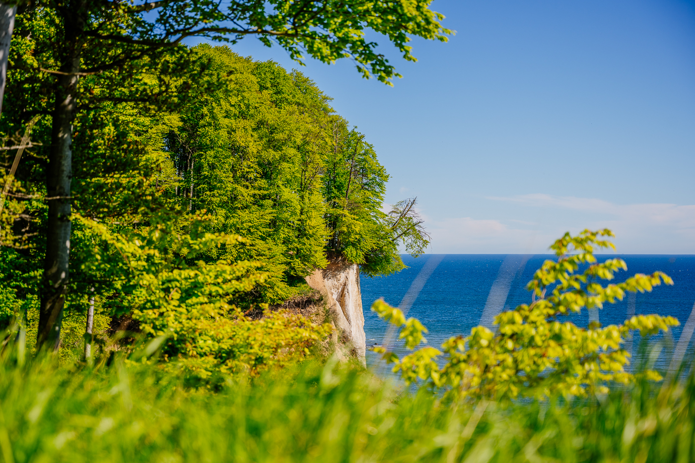 Das frische Grün der Buchen im Nationalpark Jasmund auf der Insel Rügen.