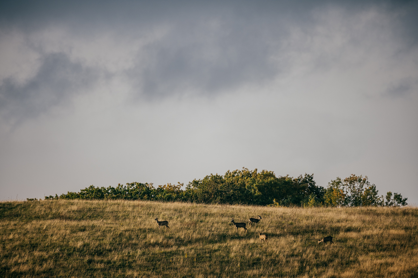 Rehe im Abendlicht auf dem Mönchgut
