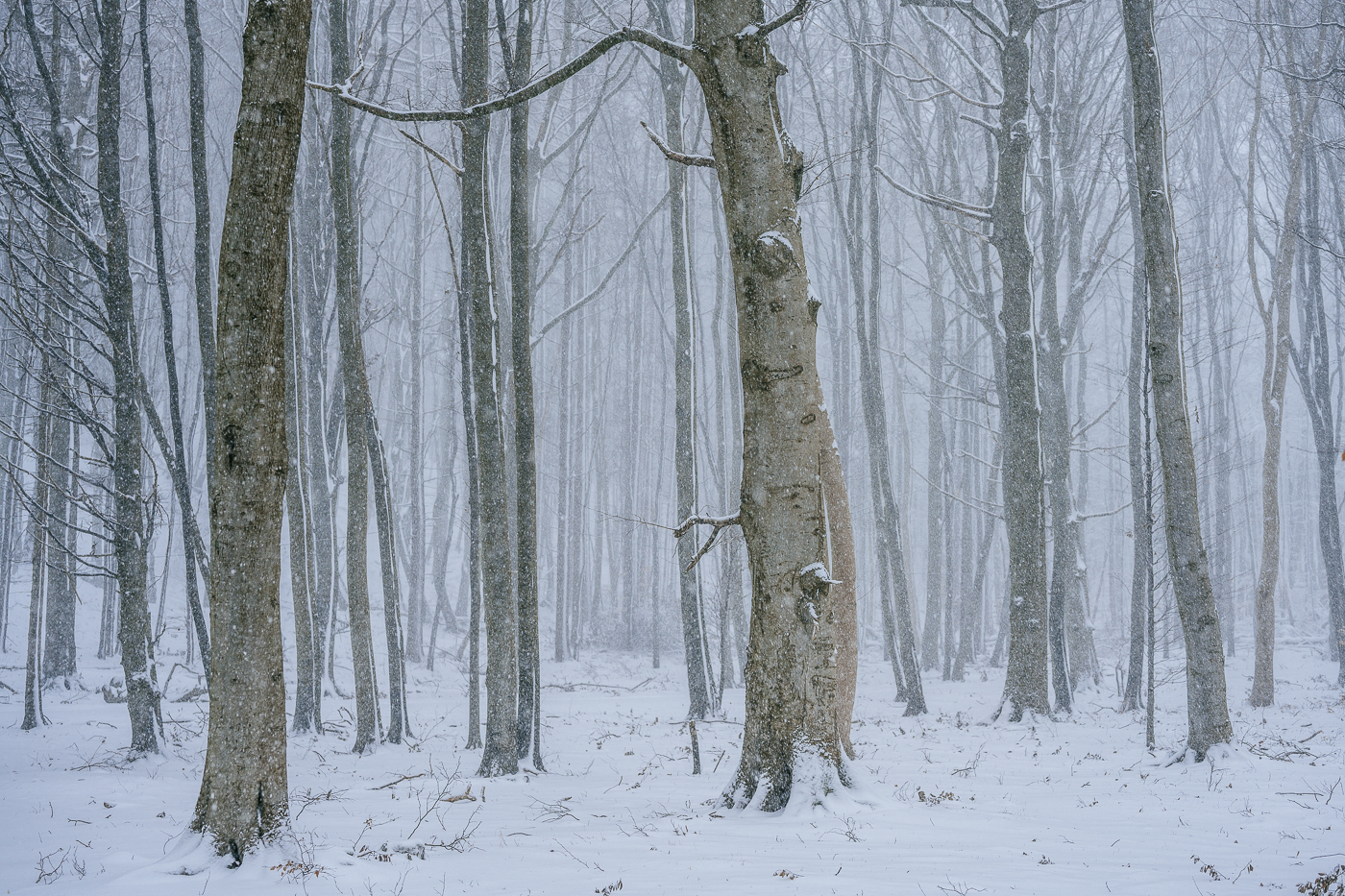 Schneetreiben im Nationalpark Jasmund