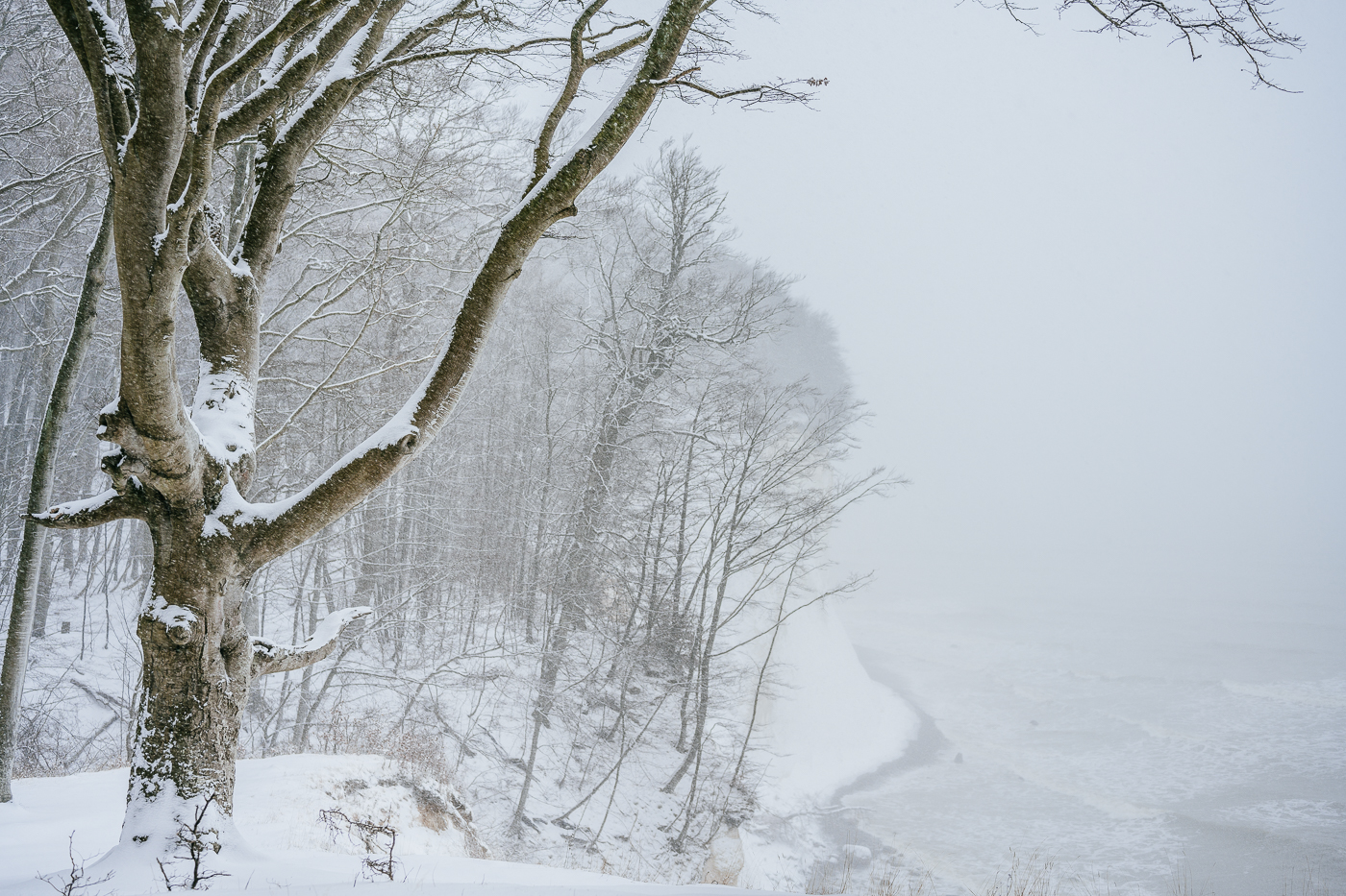 Dichtes Schneetreiben an der Kreideküste von Rügen im Nationalpark Jasmund
