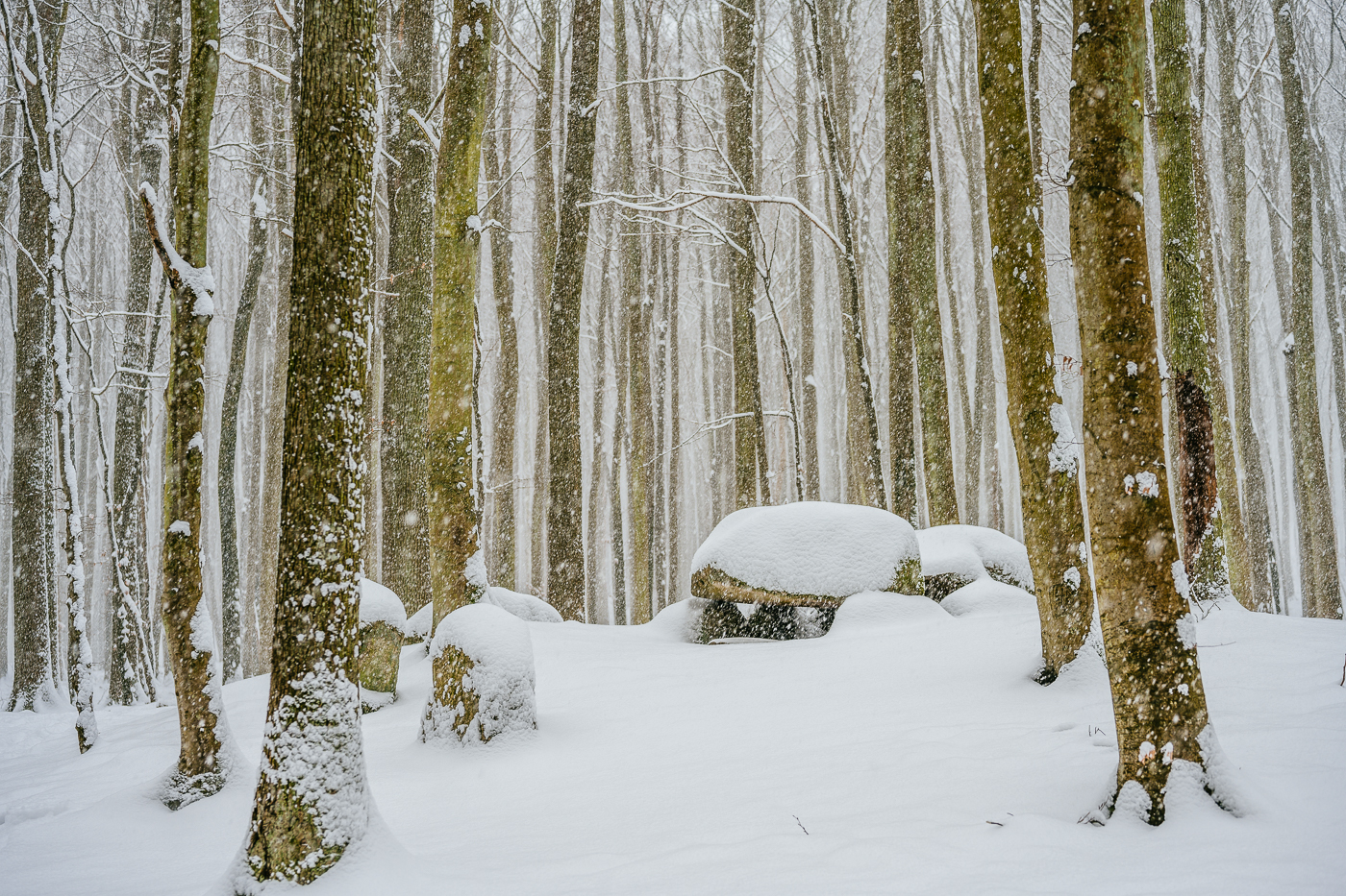 Schnee liegt auf einem Großsteingrab im Nationalpark Jasmund