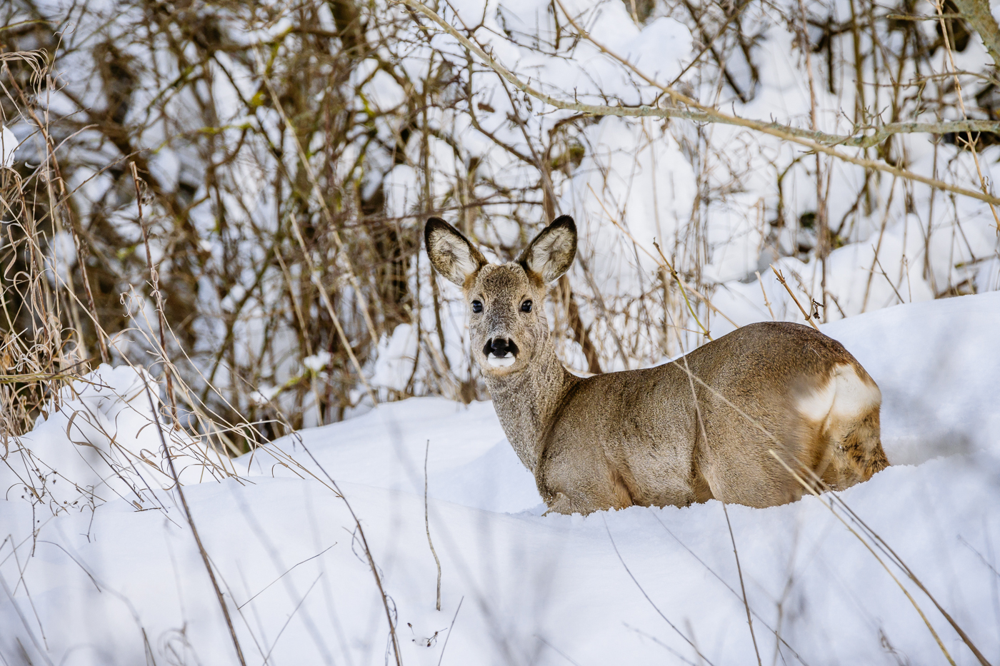Ein Reh im Schnee