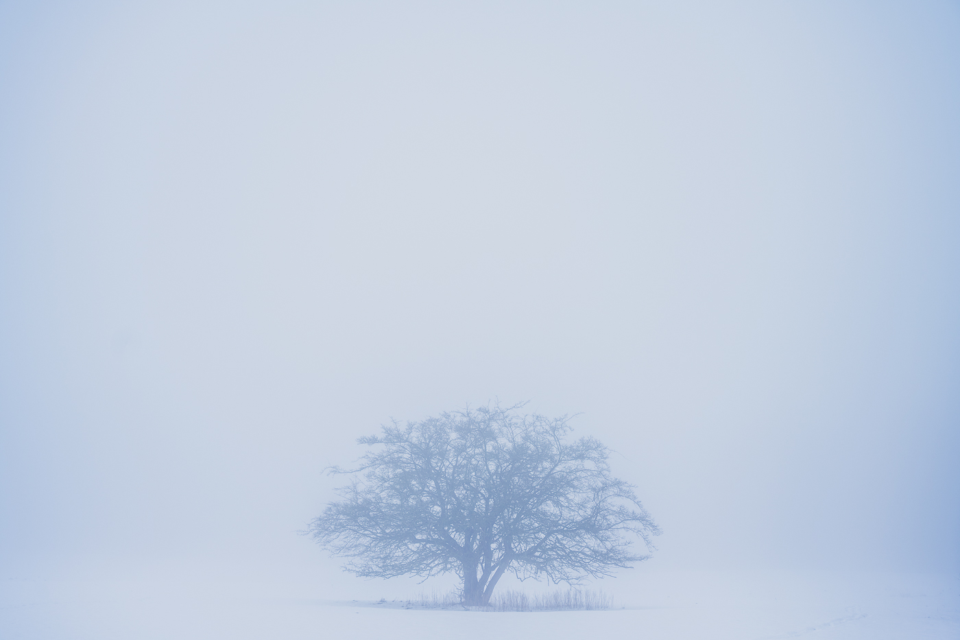 Einsamer Baum im Nebel