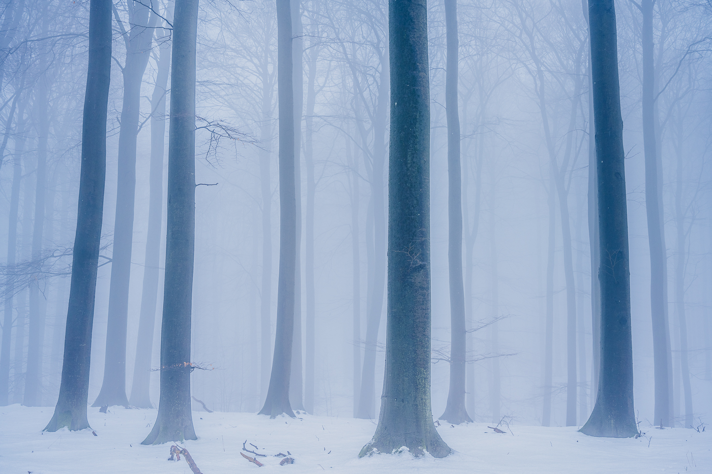 Nebel und Schnee tauchen die Buchen des Nationalparks Jasmund in eine mystische Stimmung.