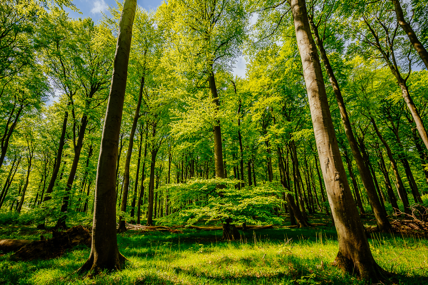 Buchen im Nationalpark Jasmund