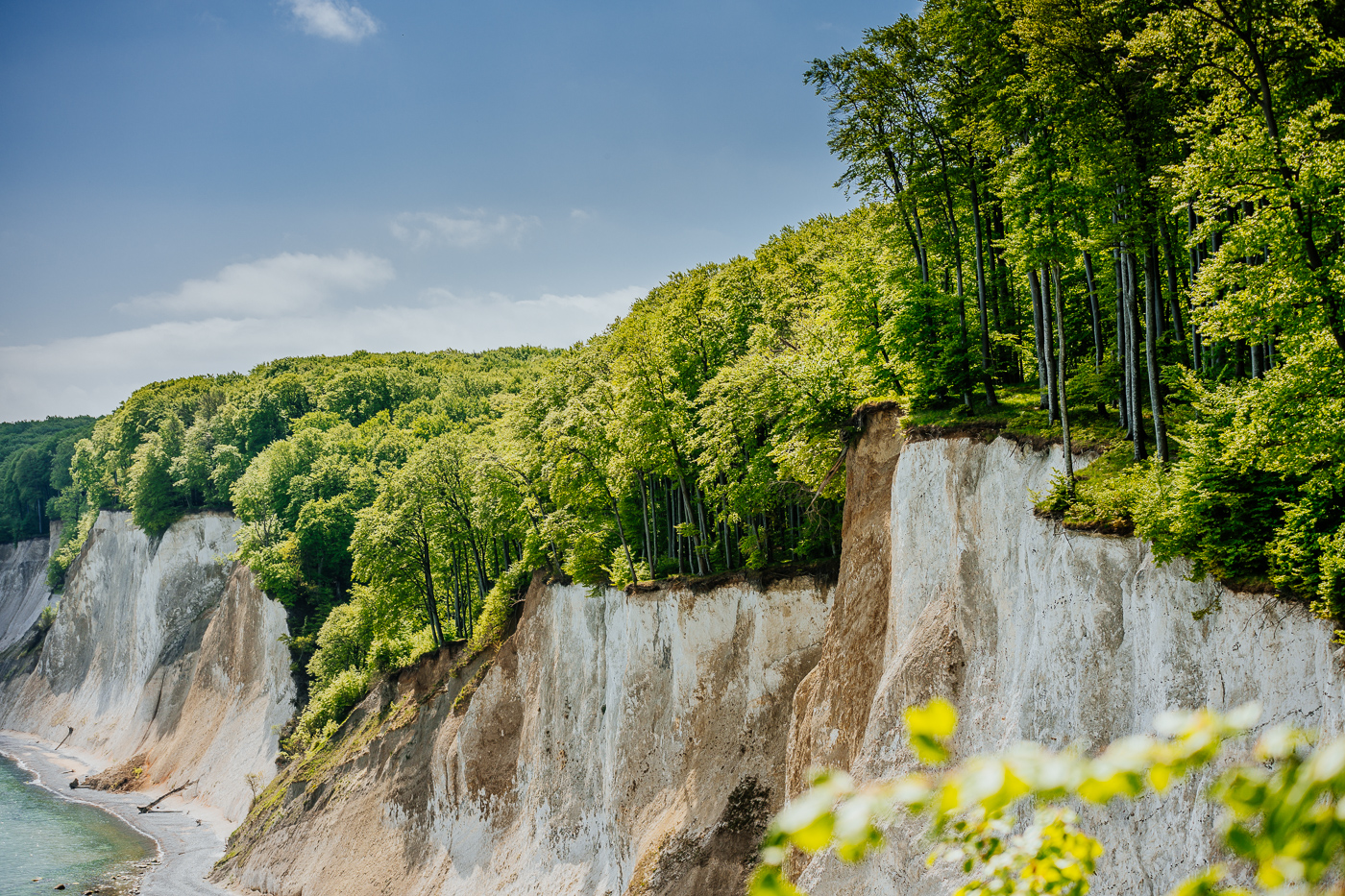 Frisches Buchengrün an der Kreideküste von Rügen