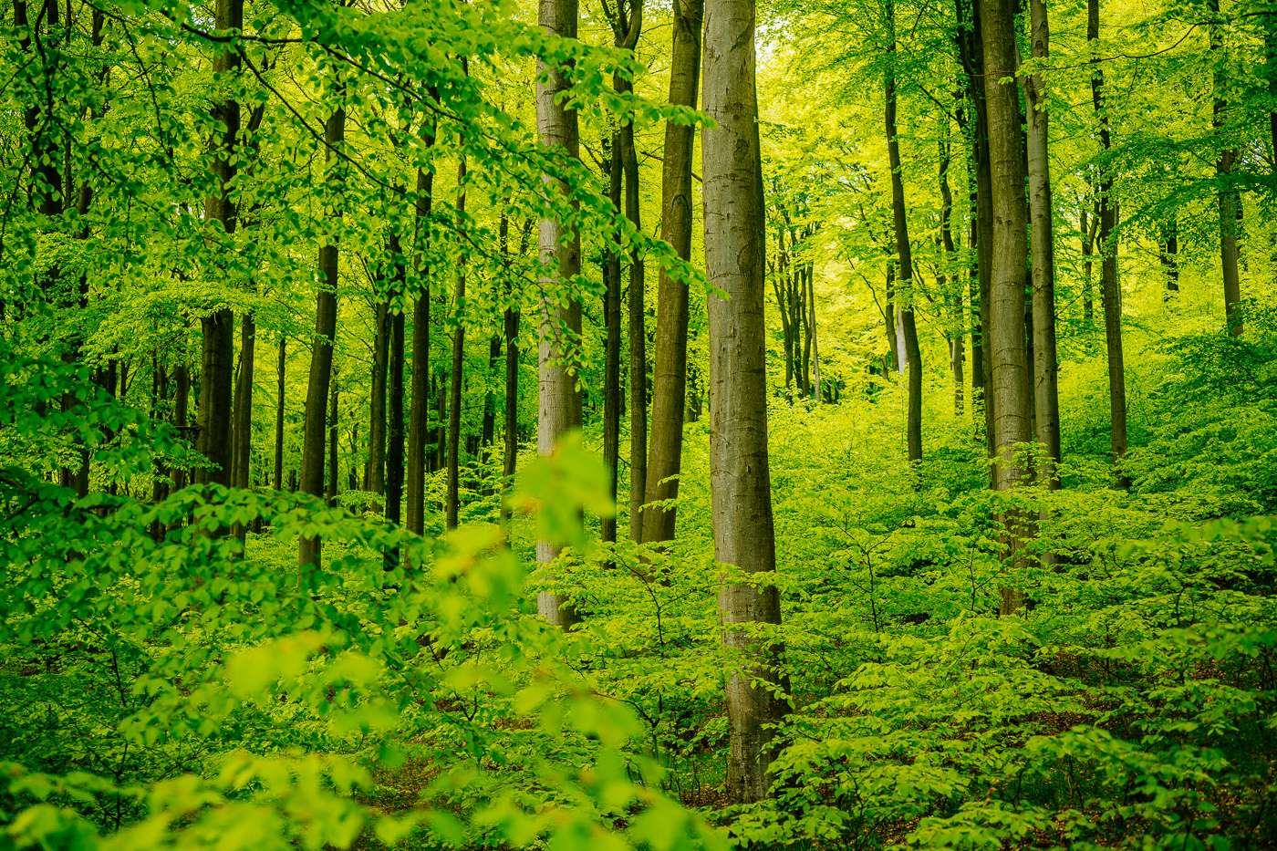 Junger Buchennachwuchs im Nationalpark Jasmund