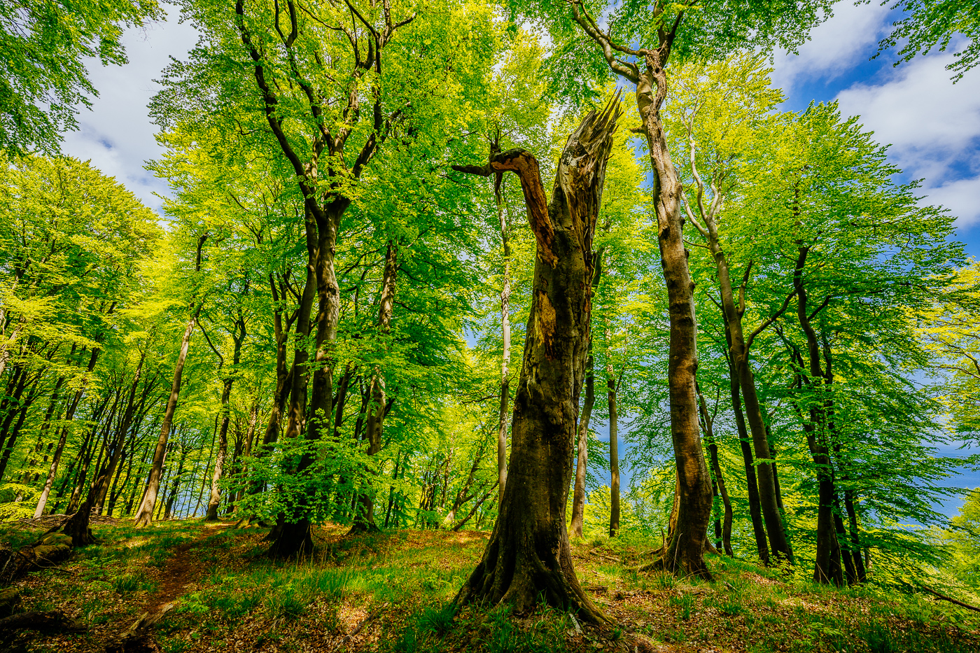 Auch alte Bäume dürfen im Nationalpark Jasmund stehen bleiben