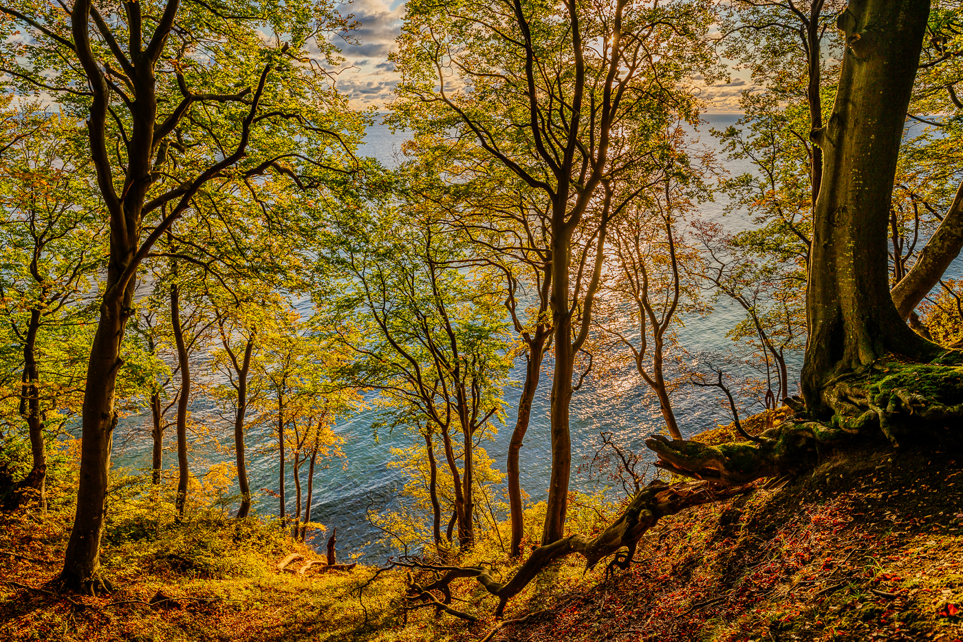 Herbst an der Kreideküste von Rügen