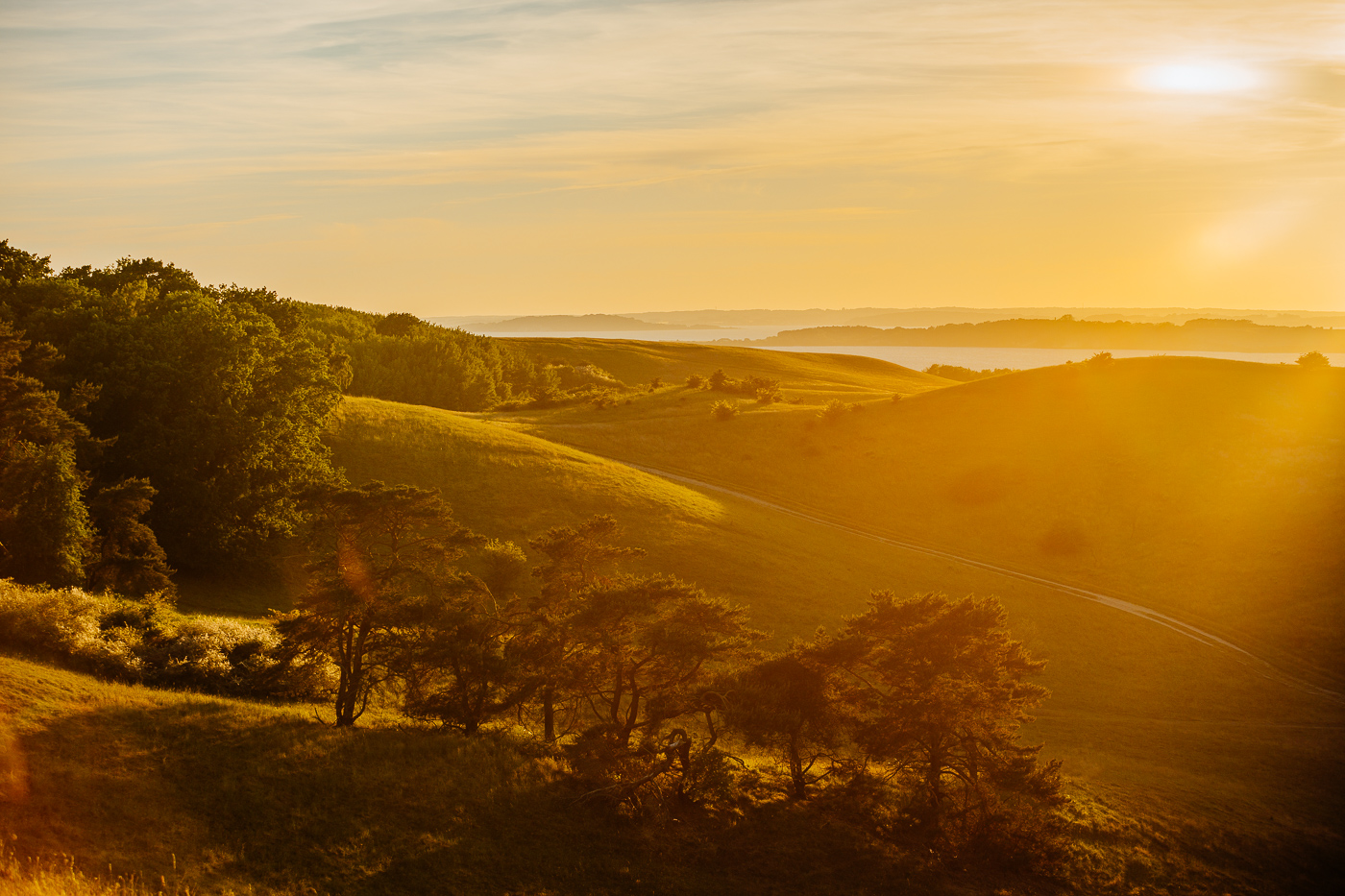 Hügellandschaft der Zickerschen Berge auf dem Mönchgut auf Rügen im goldenen Abendlicht.