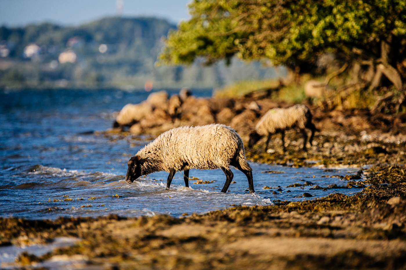 Pommernschaf am Ufer in den Zickerschen Bergen auf dem Mönchgut auf Rügen.