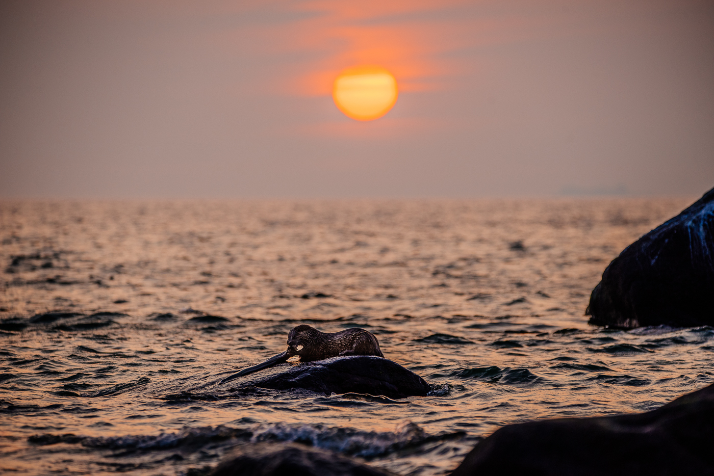 Fischotter mit Aal in der Ostsee unterhalb des Königsstuhls auf Rügen vor Sonnenaufgang.