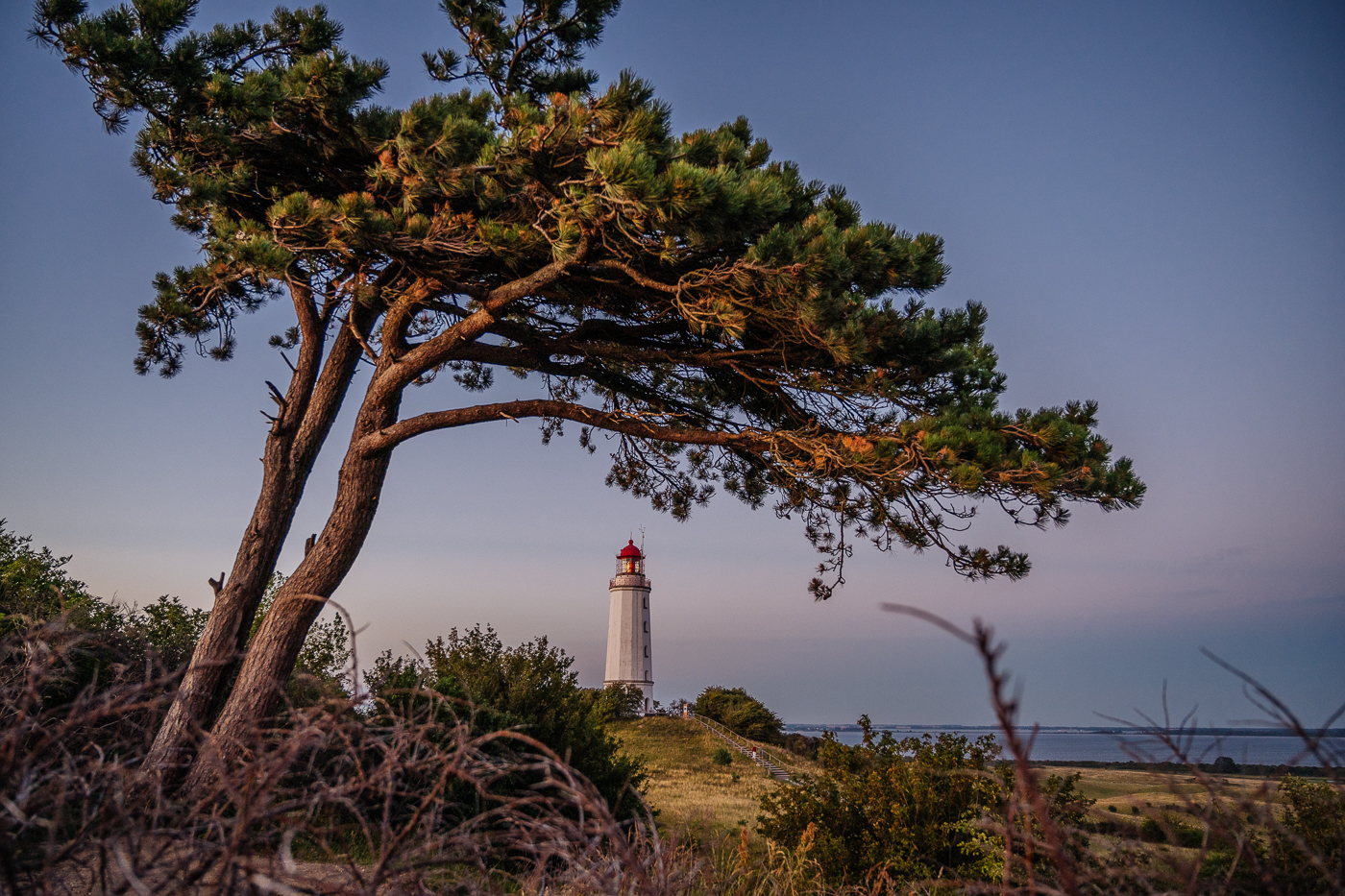 Leuchtturm Dornbusch auf Hiddensee mit Kiefer und Blick über die Küstenlandschaft.