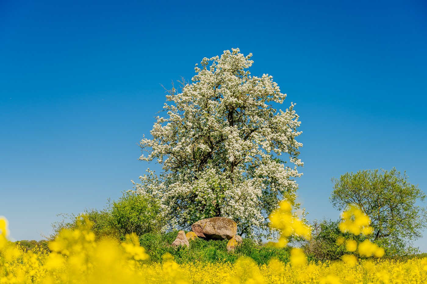 Großsteingrab inmitten eines gelben Rapsfeldes in Mecklenburg. Auf ihm blüht ein Pflaumenbaum.
