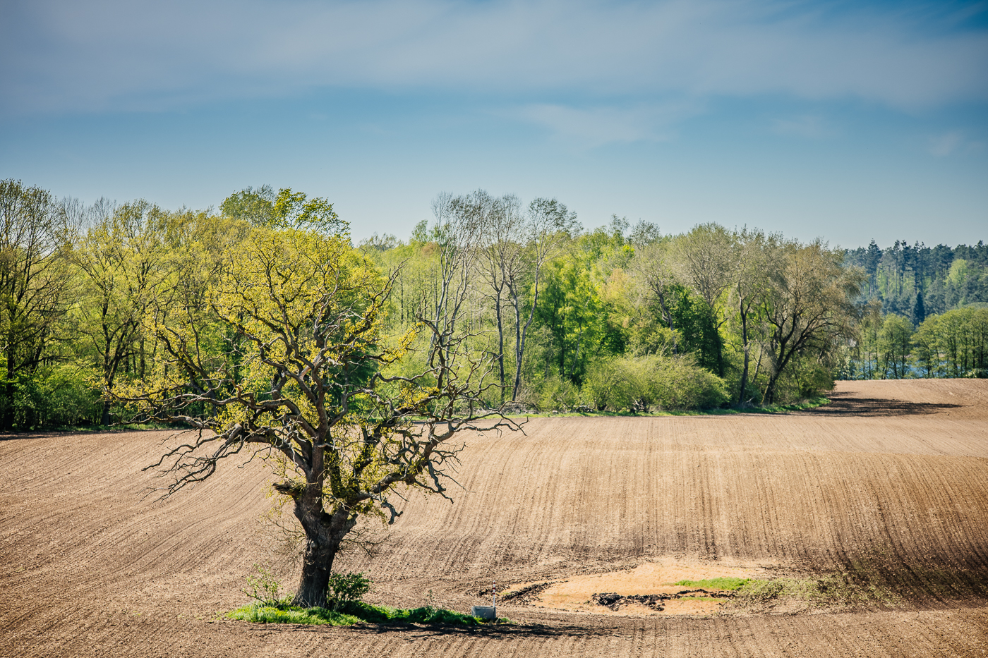 Alte Eiche auf einem Feld in Mecklenburg 