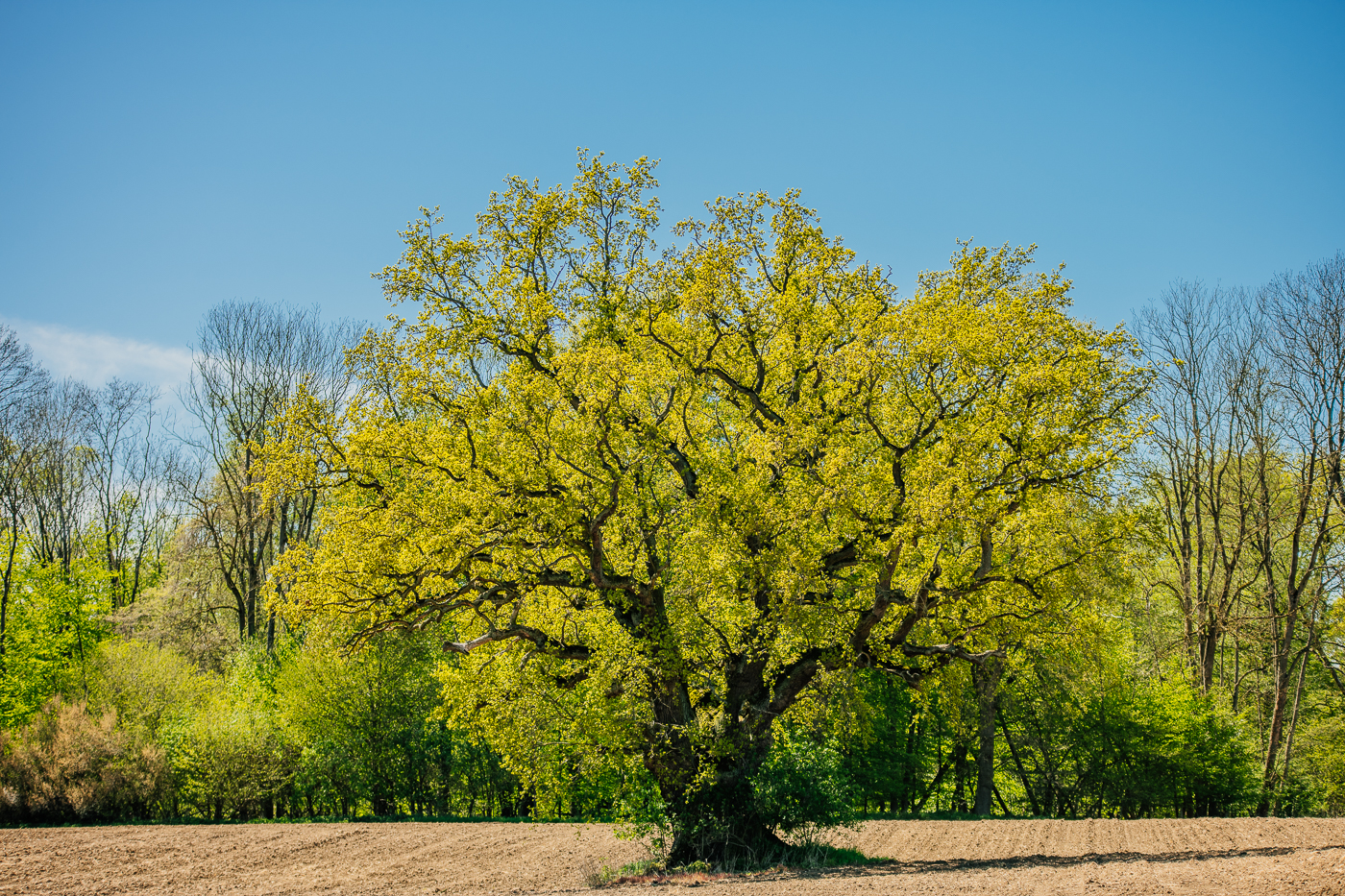Alte Eiche auf einem Feld in Mecklenburg