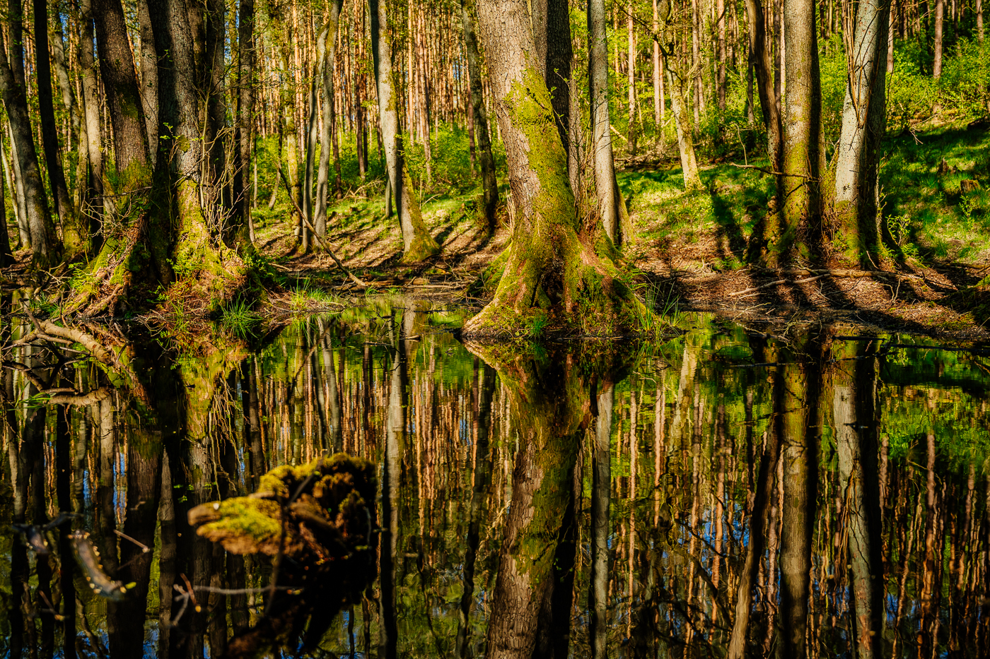 Spiegelung im Wald bei Glave in Mecklenburg
