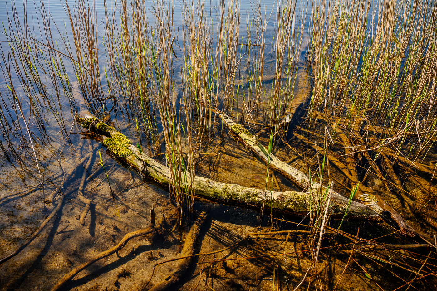 Am Ufer des Krakower See bei Glave