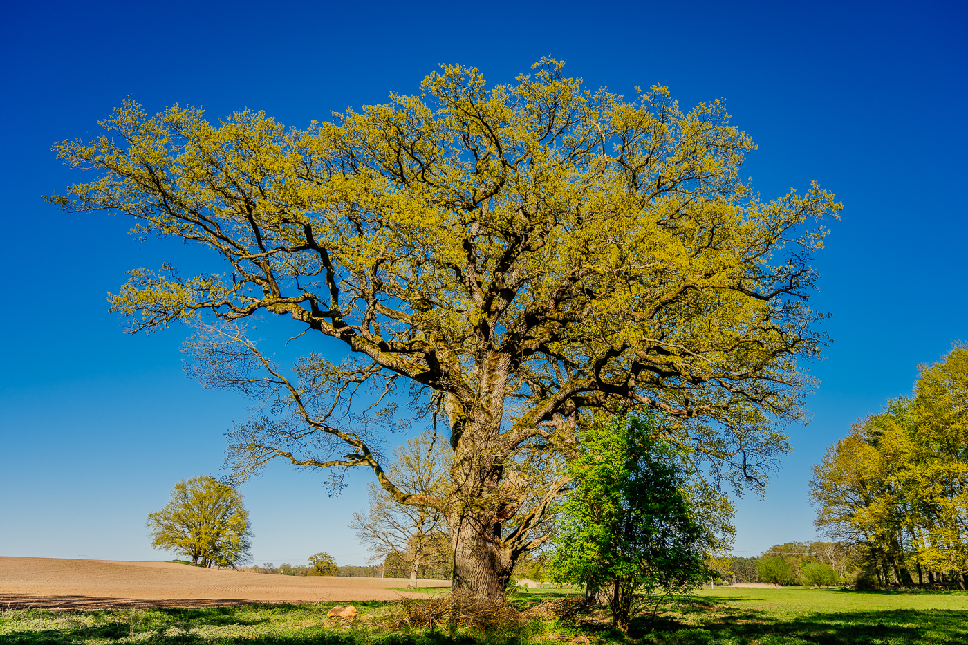 Alte Eiche auf einem Feld in Mecklenburg bei Glave