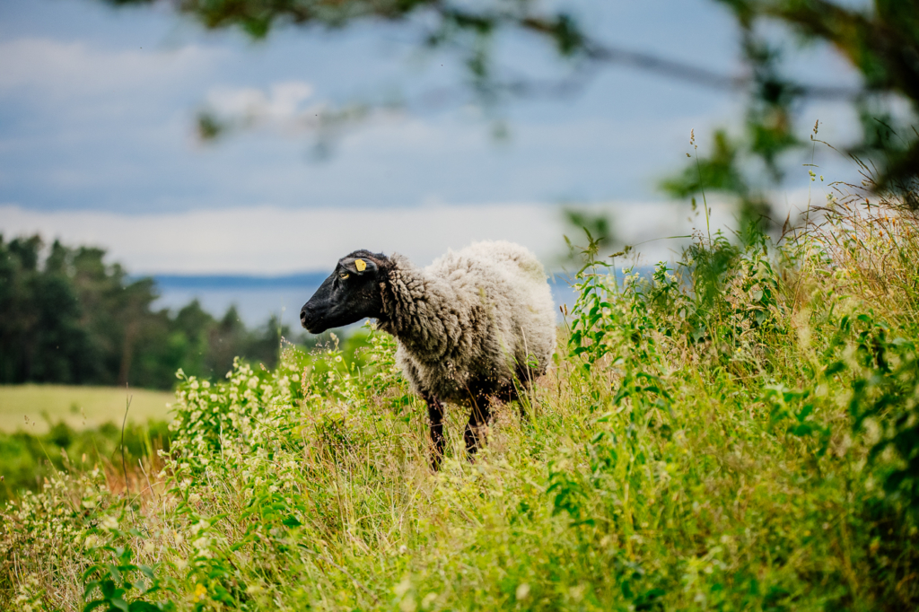 Rauhwolliges Pommersches Landschaf auf einer Weide in den Zickerschen Bergen mit Blick zum Greifswalder Bodden.
